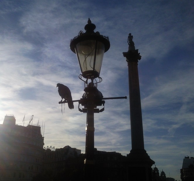 Leicester Square Falcon